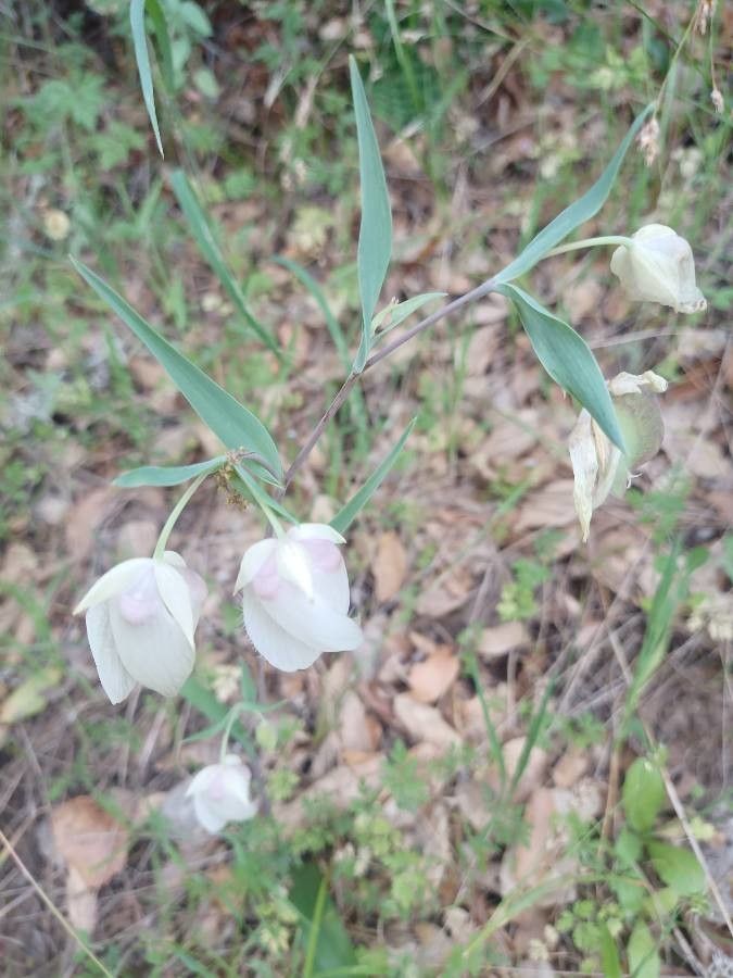 Calochortus albus flower