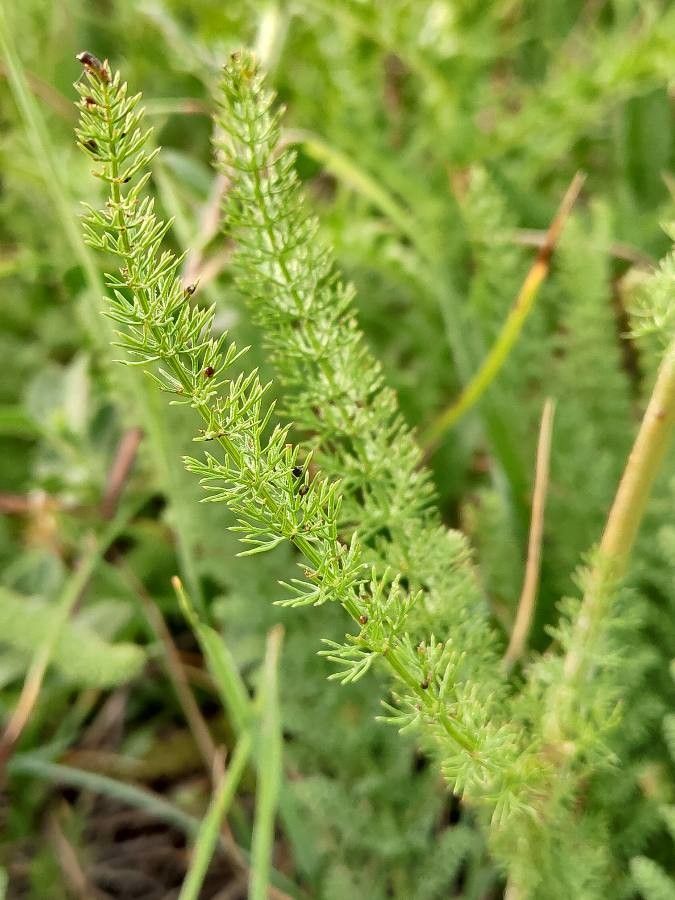 Ferulago sylvatica — houseplant care guide