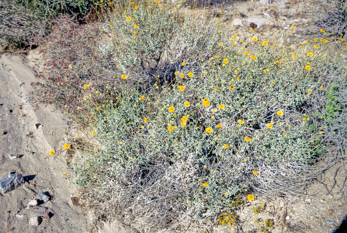Encelia actoni flower