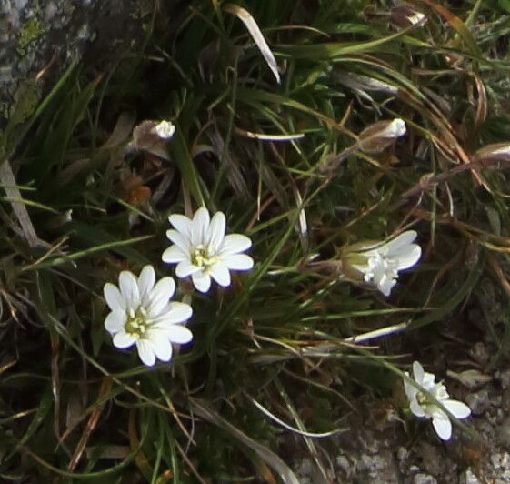 Cerastium soleirolii flower
