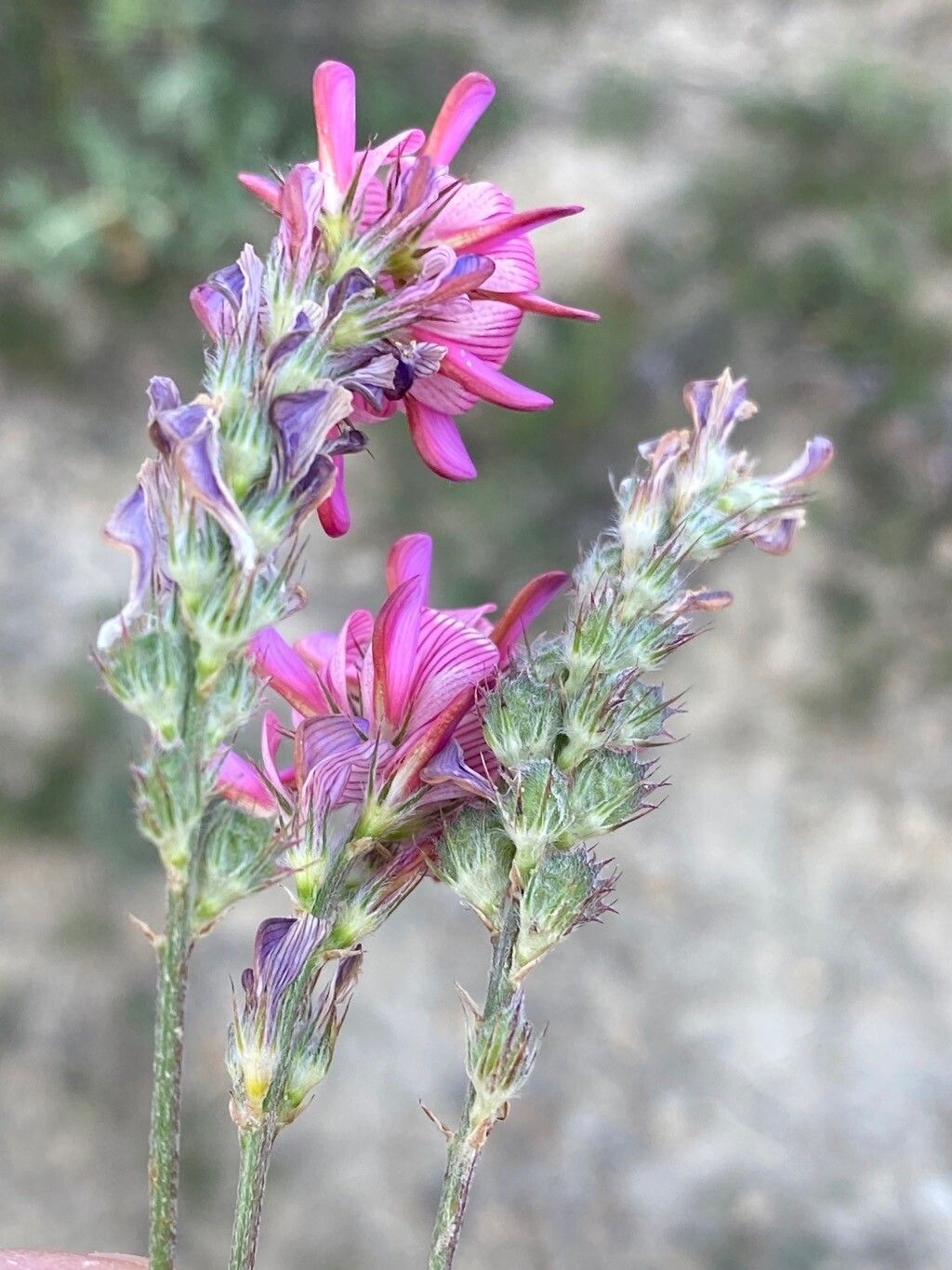 Onobrychis conferta — search result for 'Onobrychis'