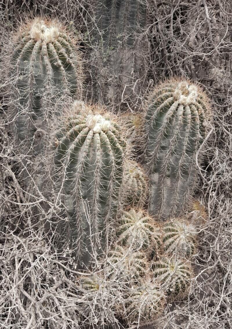 Soehrensia smrziana habit