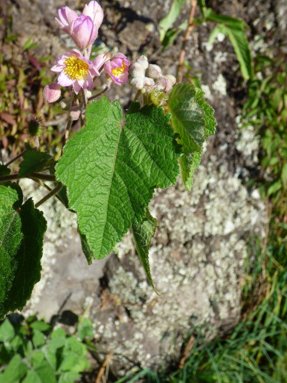 Sparrmannia ricinocarpa — related species from the same genus