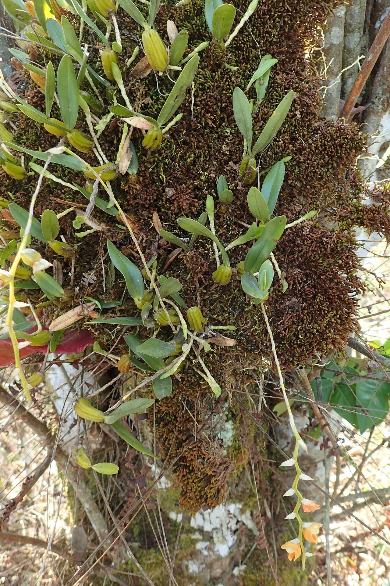 Bulbophyllum scariosum habit