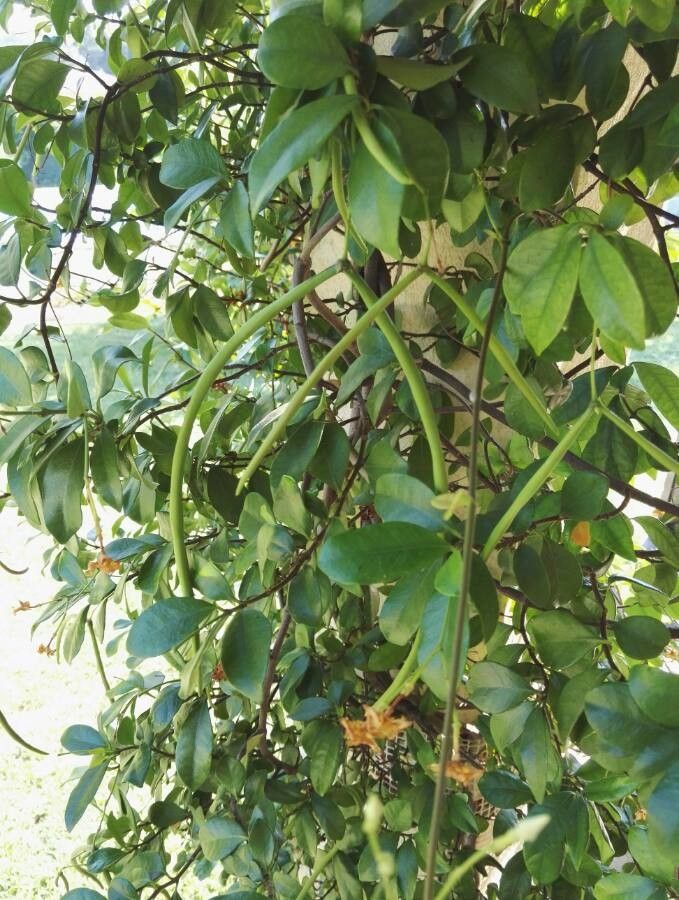 Jasminum mesnyi fruit