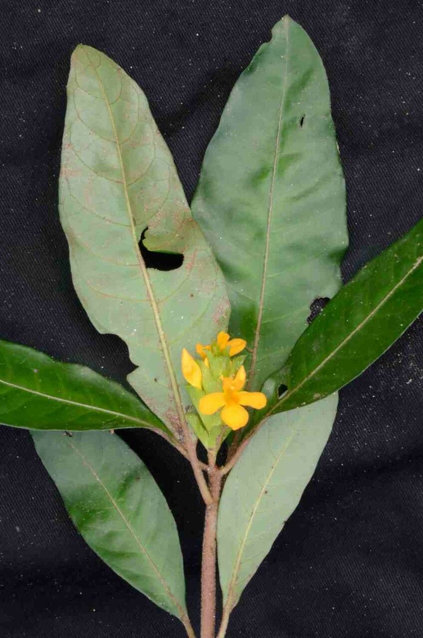 Aphelandra ornata — search result for 'Aphelandra'