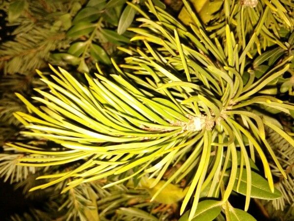 Larix occidentalis — search result for 'Larix'