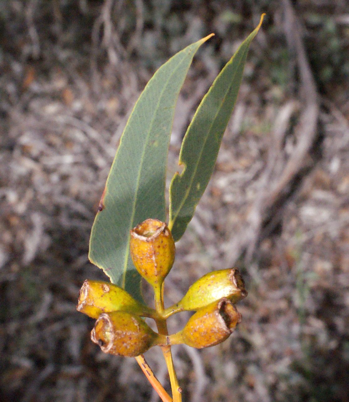 Eucalyptus suberea fruit