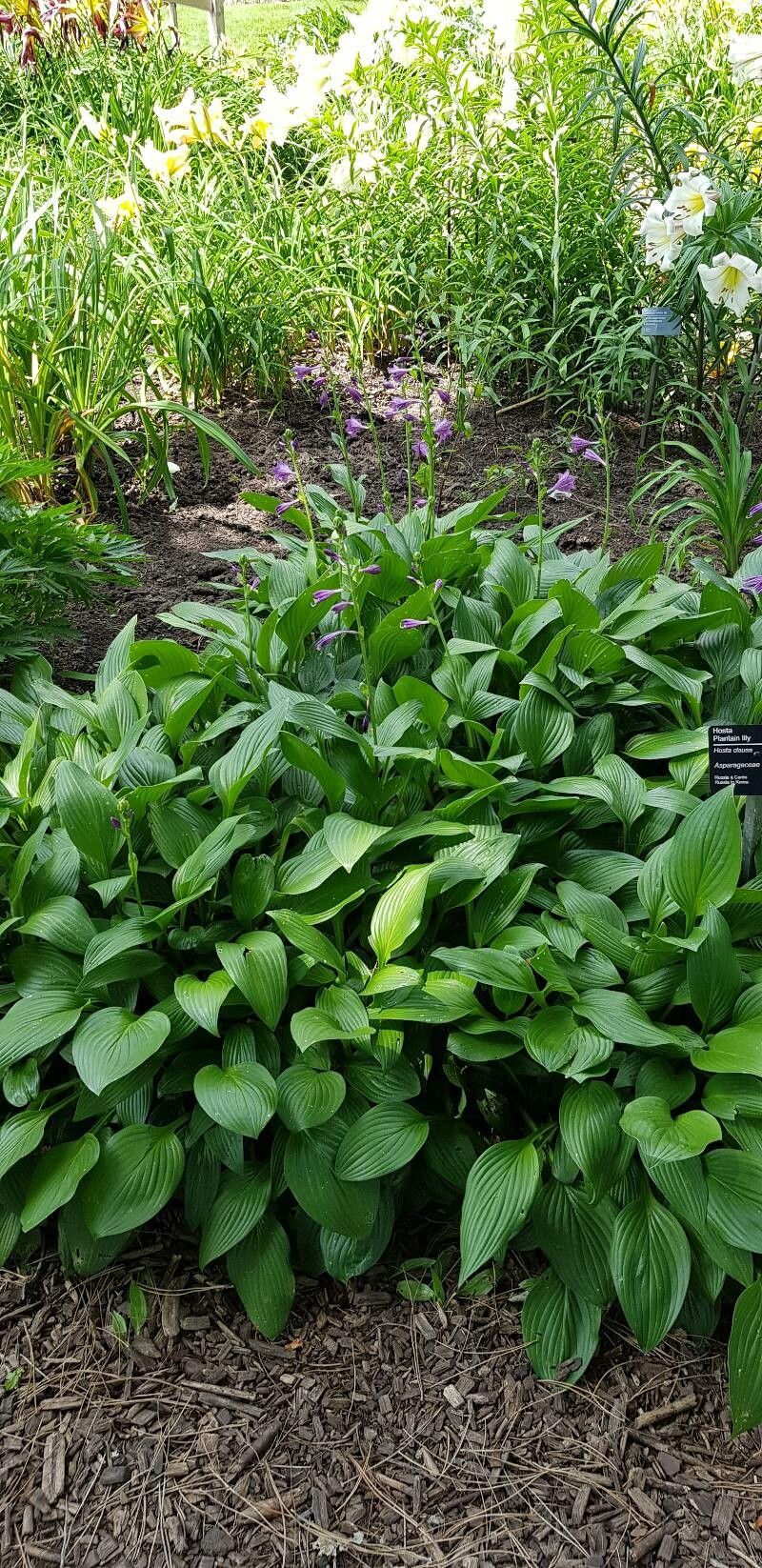 Hosta clausa habit
