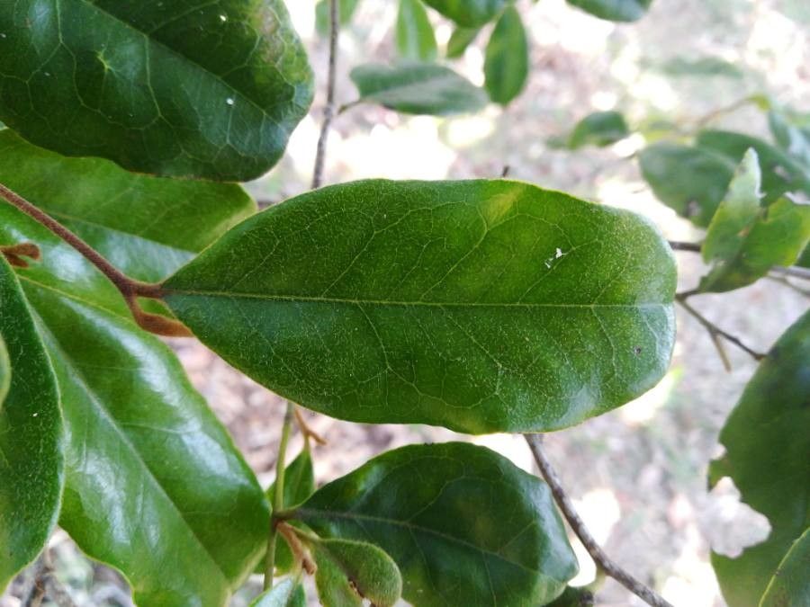 Diospyros impolita leaf