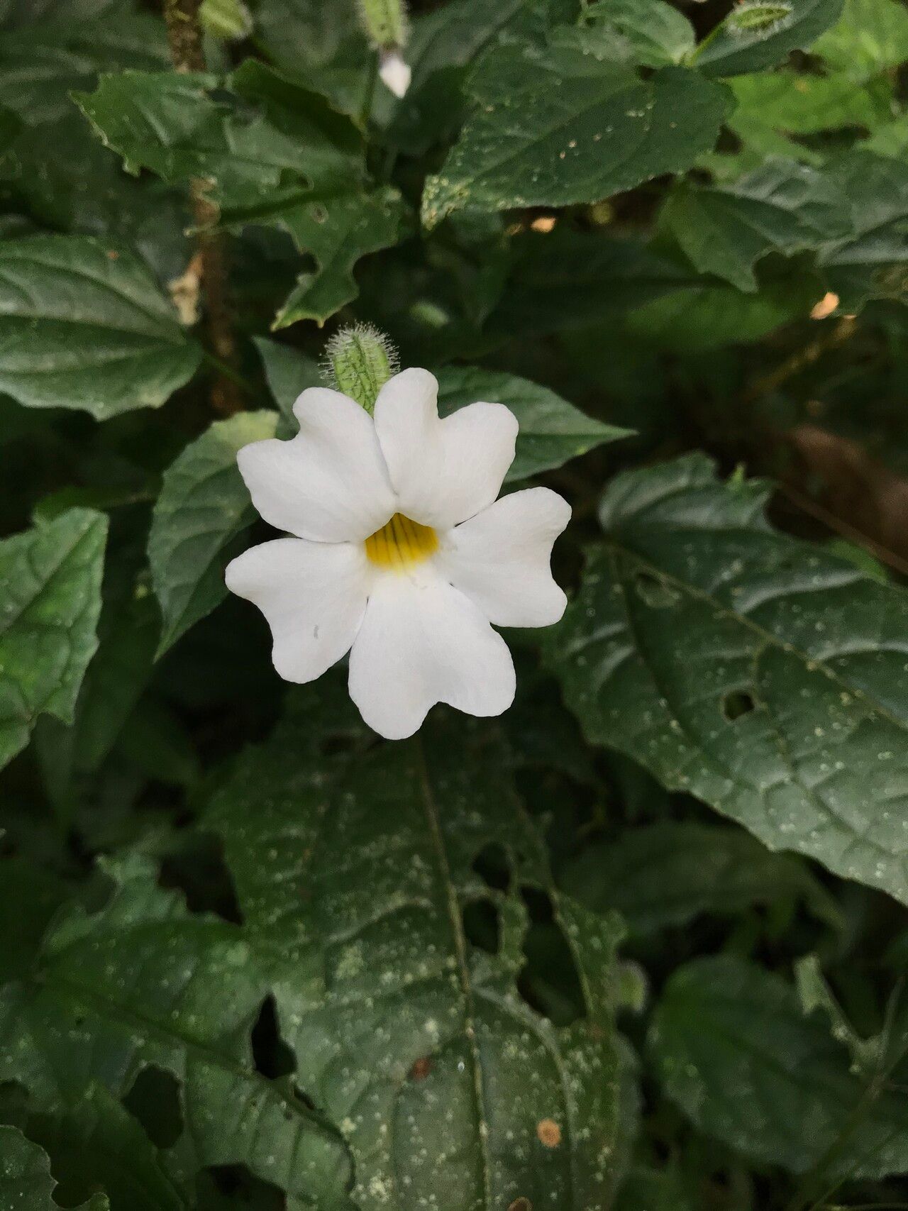 Thunbergia usambarica flower