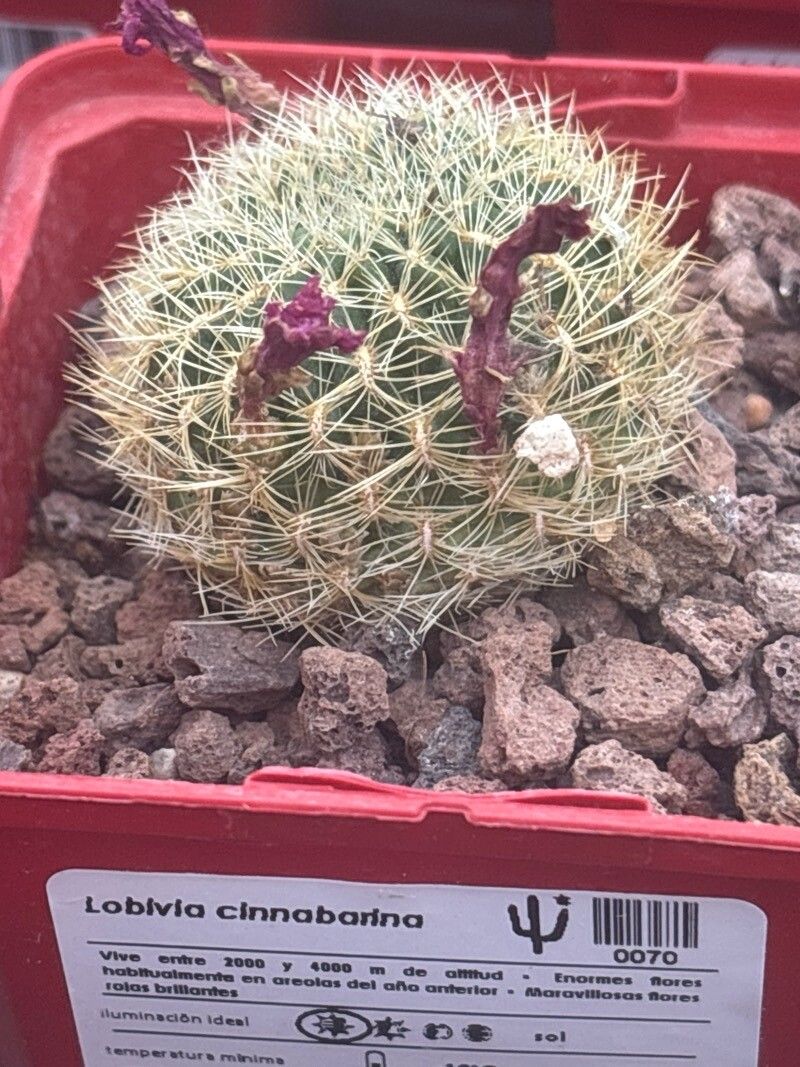 Lobivia cinnabarina leaf