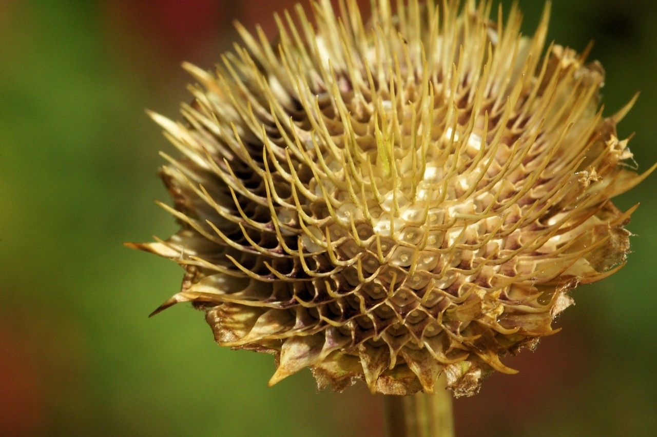 Cota altissima fruit