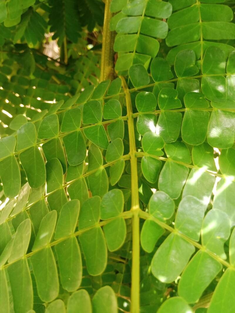 Albizia adianthifolia