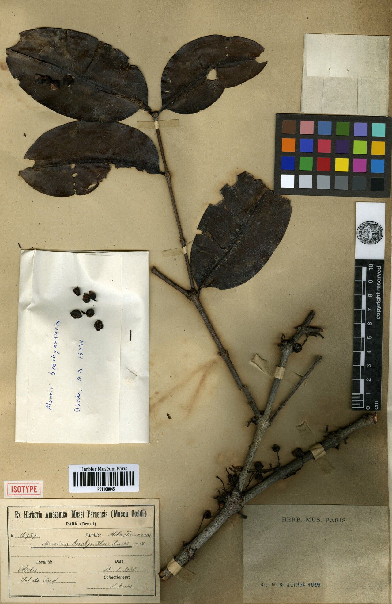 Mouriri brachyanthera — related species from the same genus