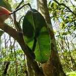 Calophyllum tacamahaca