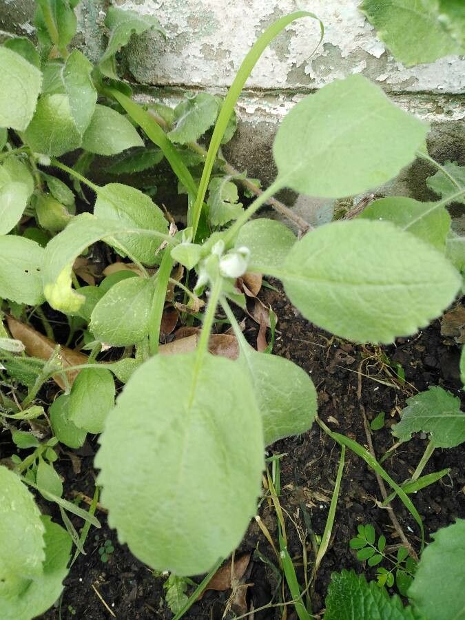Arnica angustifolia — related species from the same genus
