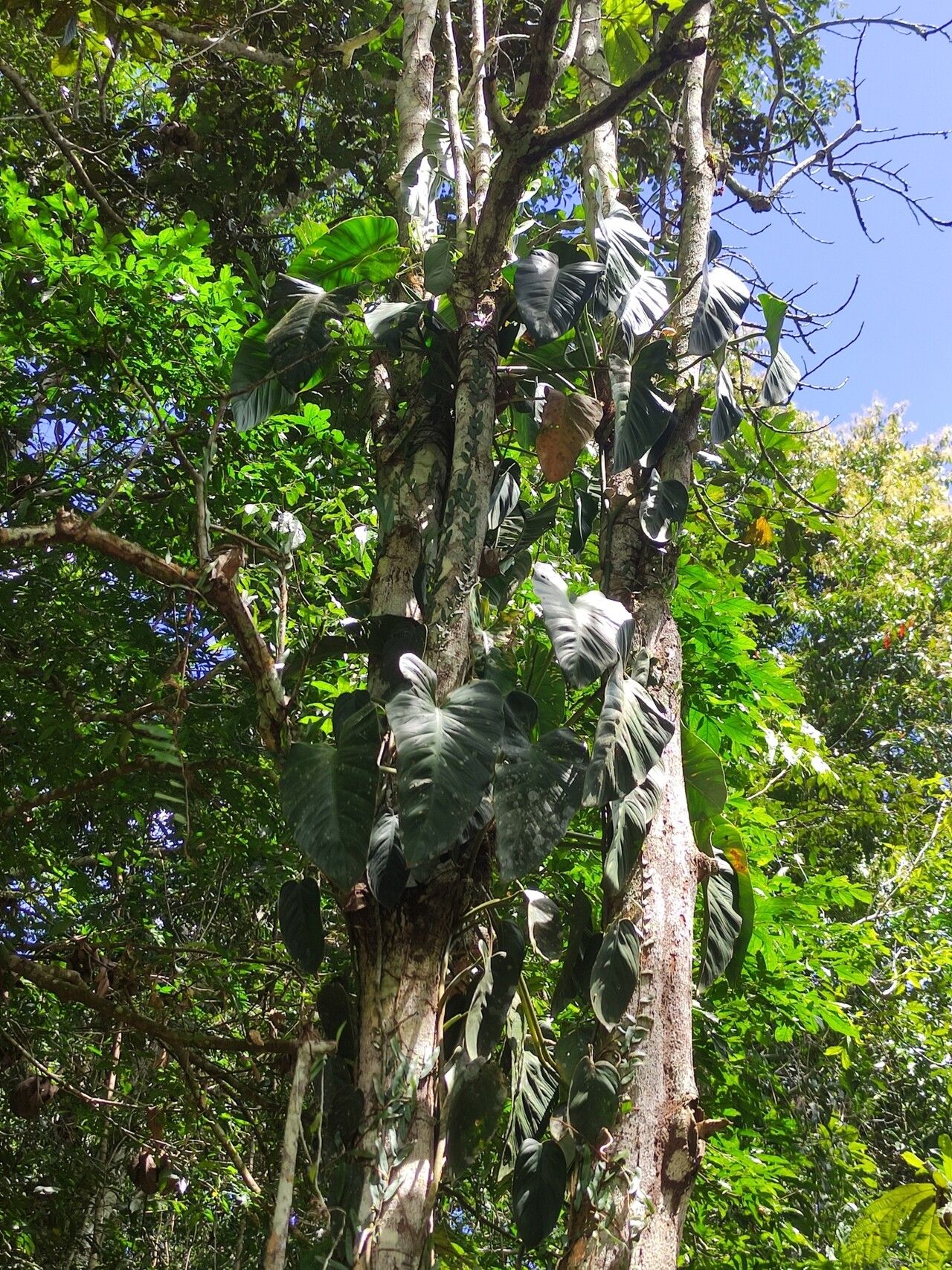 Philodendron hopkinsianum habit