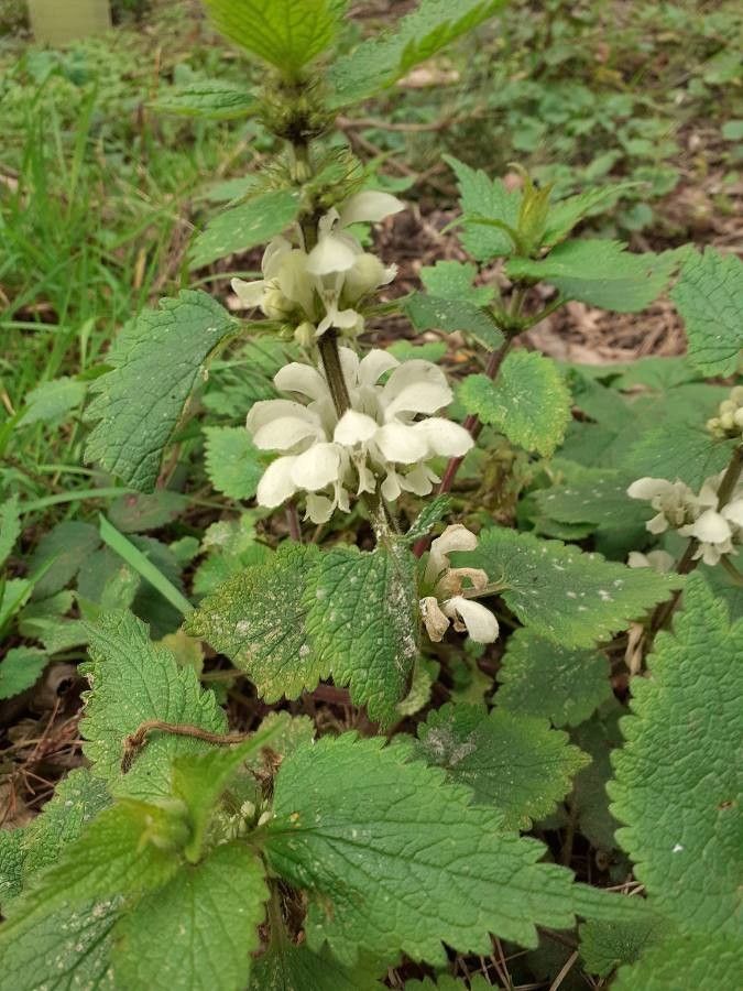 Lamium flexuosum flower