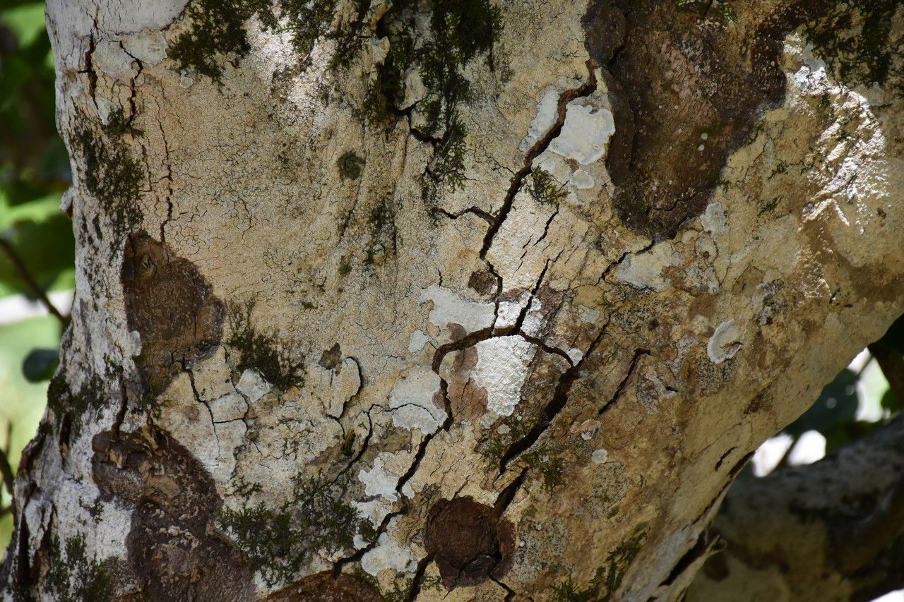 Homalium integrifolium bark