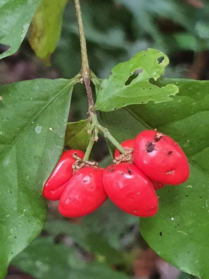 Bunchosia grayumii leaf