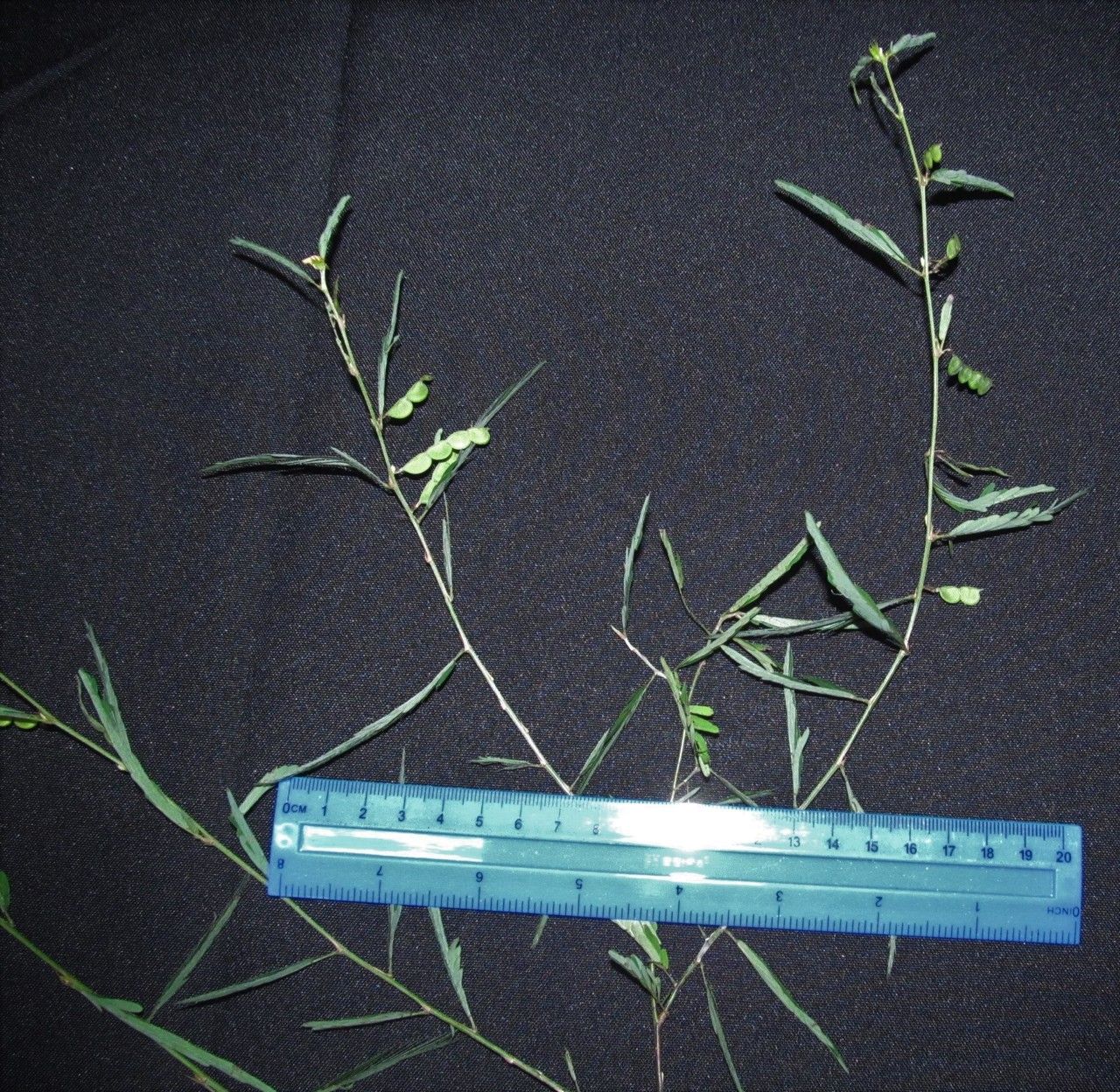 Aeschynomene fascicularis other