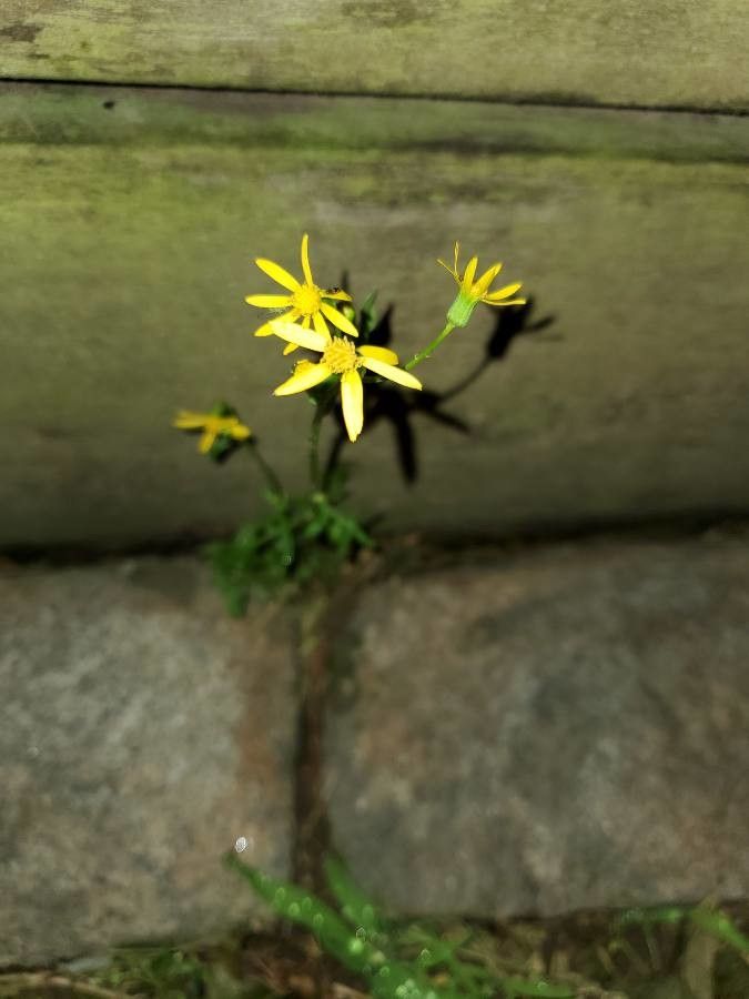 Chrysactinia mexicana flower