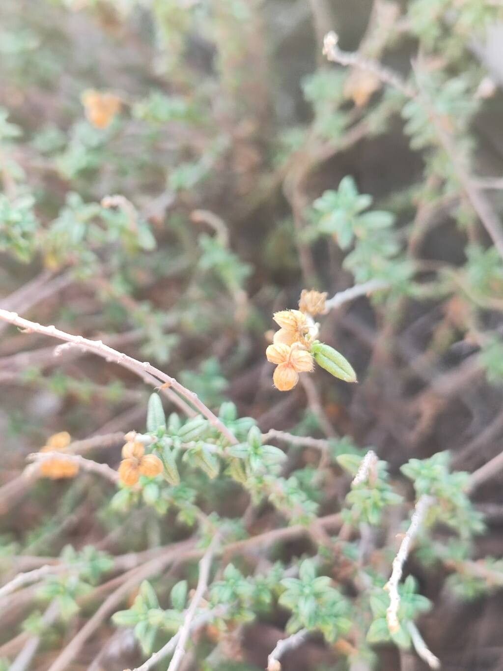 Helianthemum marminorense fruit
