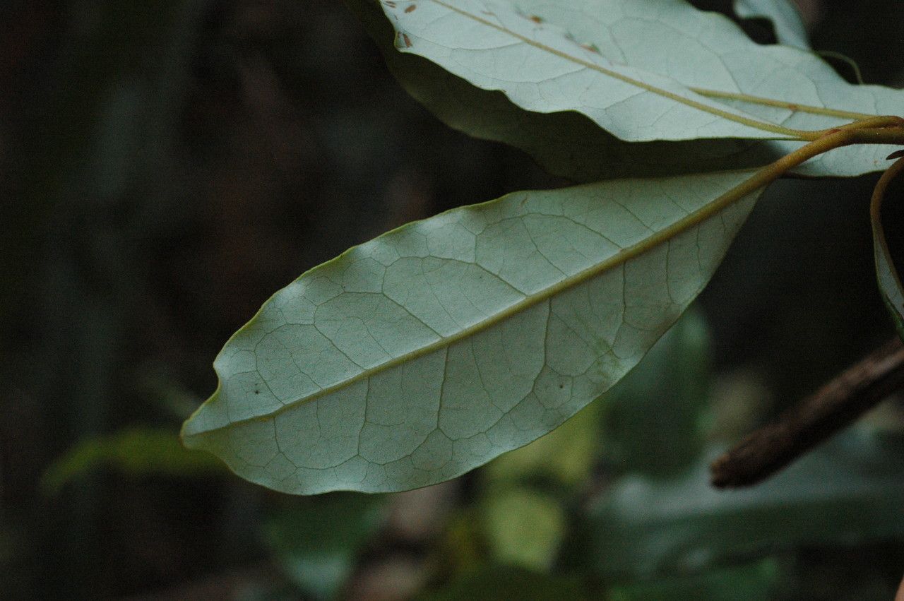 Cryptocarya phyllostemon — houseplant care guide