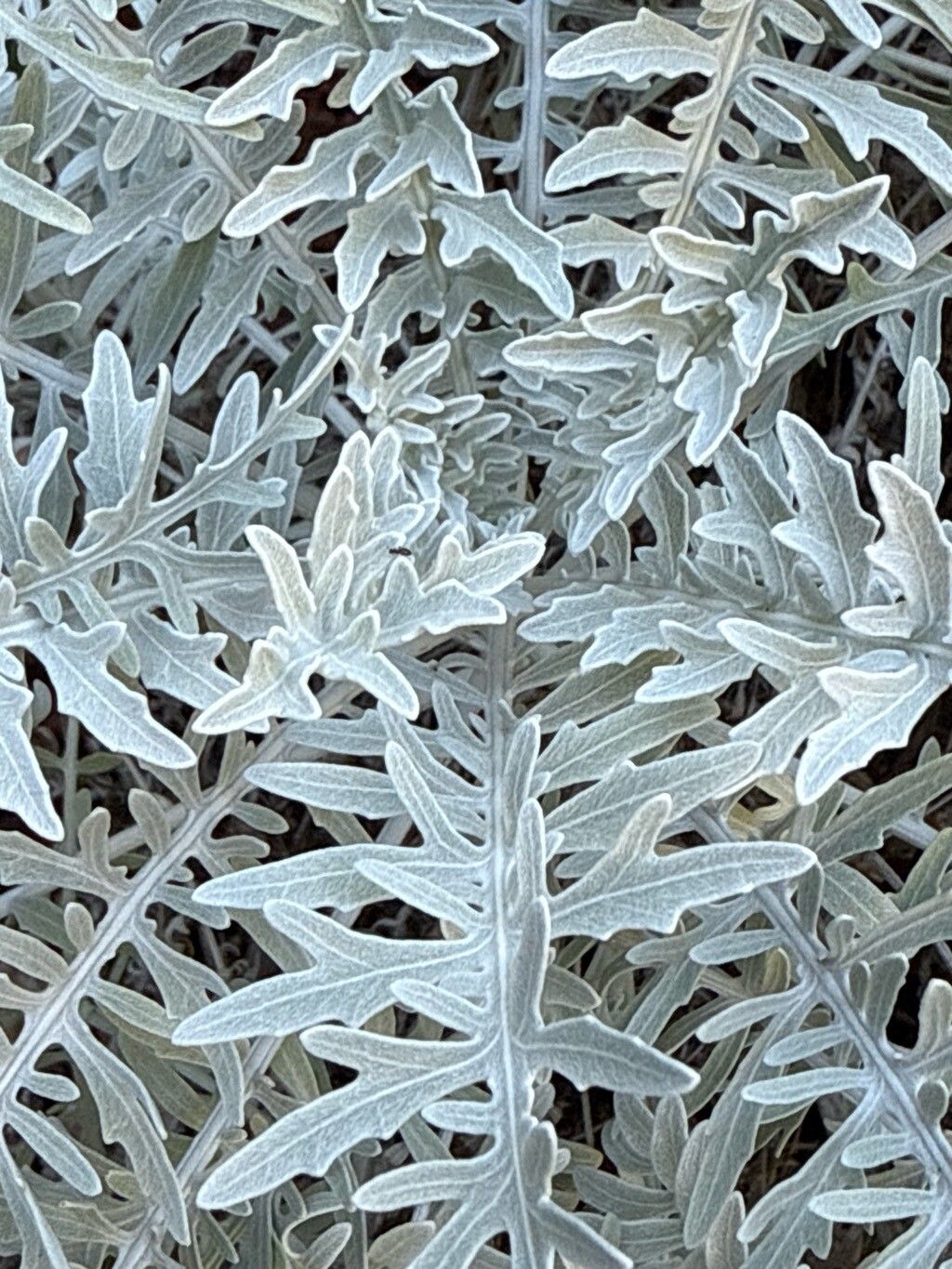 Centaurea gymnocarpa — houseplant care guide