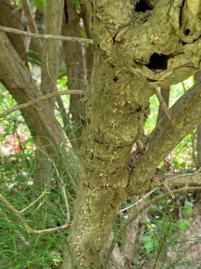 Weigela coraeensis bark