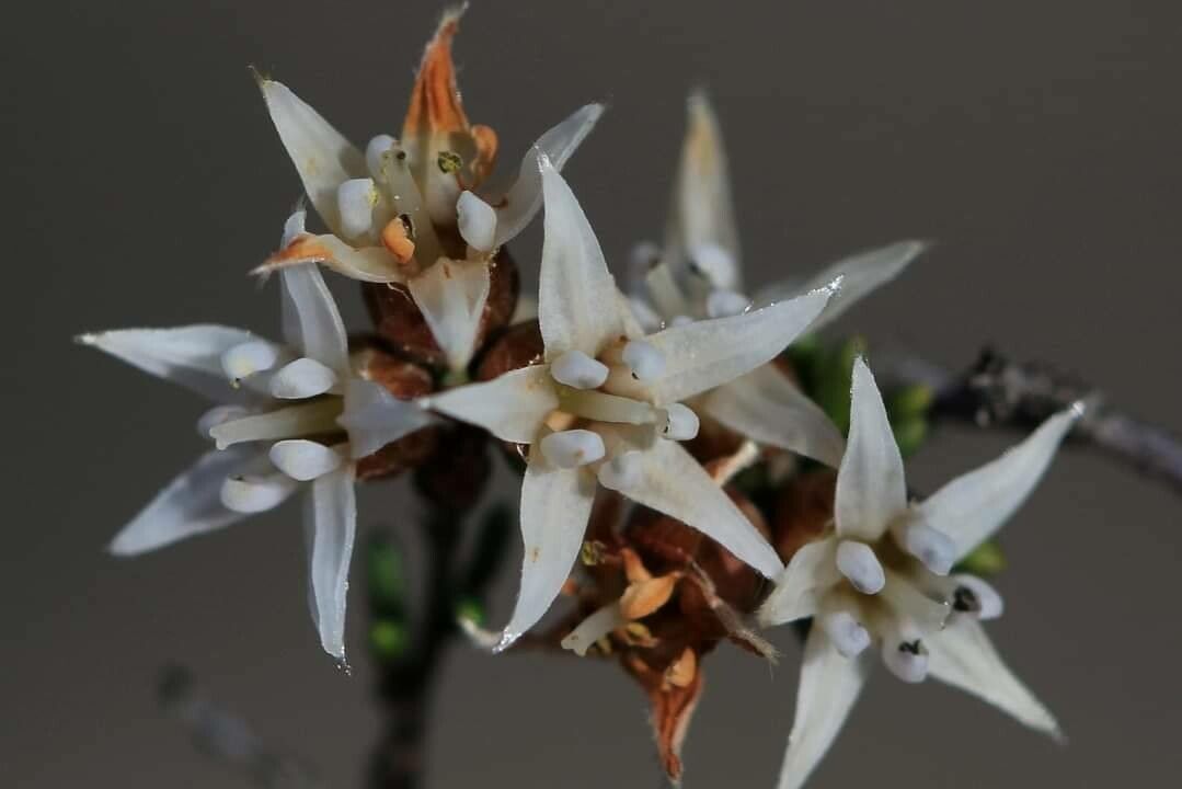 Cryptandra aridicola — search result for 'Rhamnaceae'