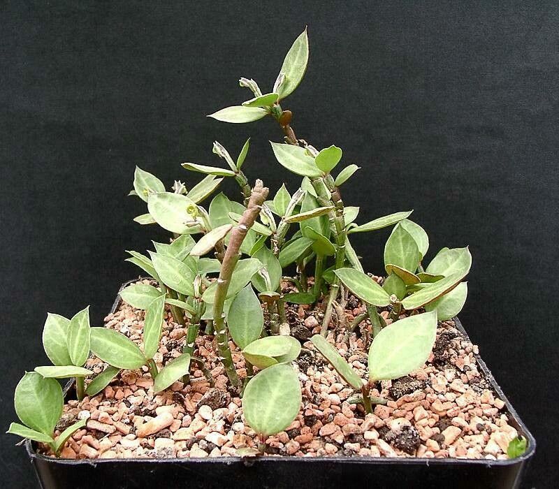 Euphorbia neostolonifera — houseplant care guide