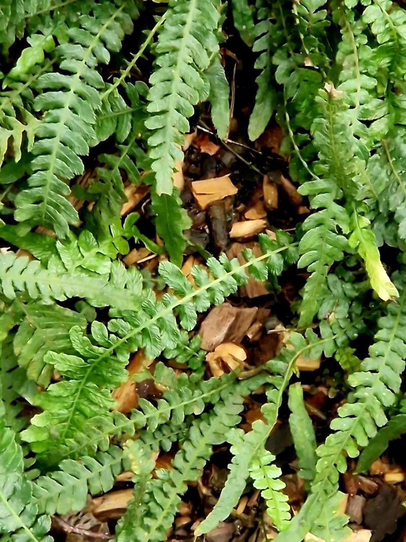 Blechnum spinulosum — search result for 'Azores'