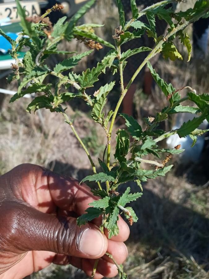 Tragia subsessilis — houseplant care guide