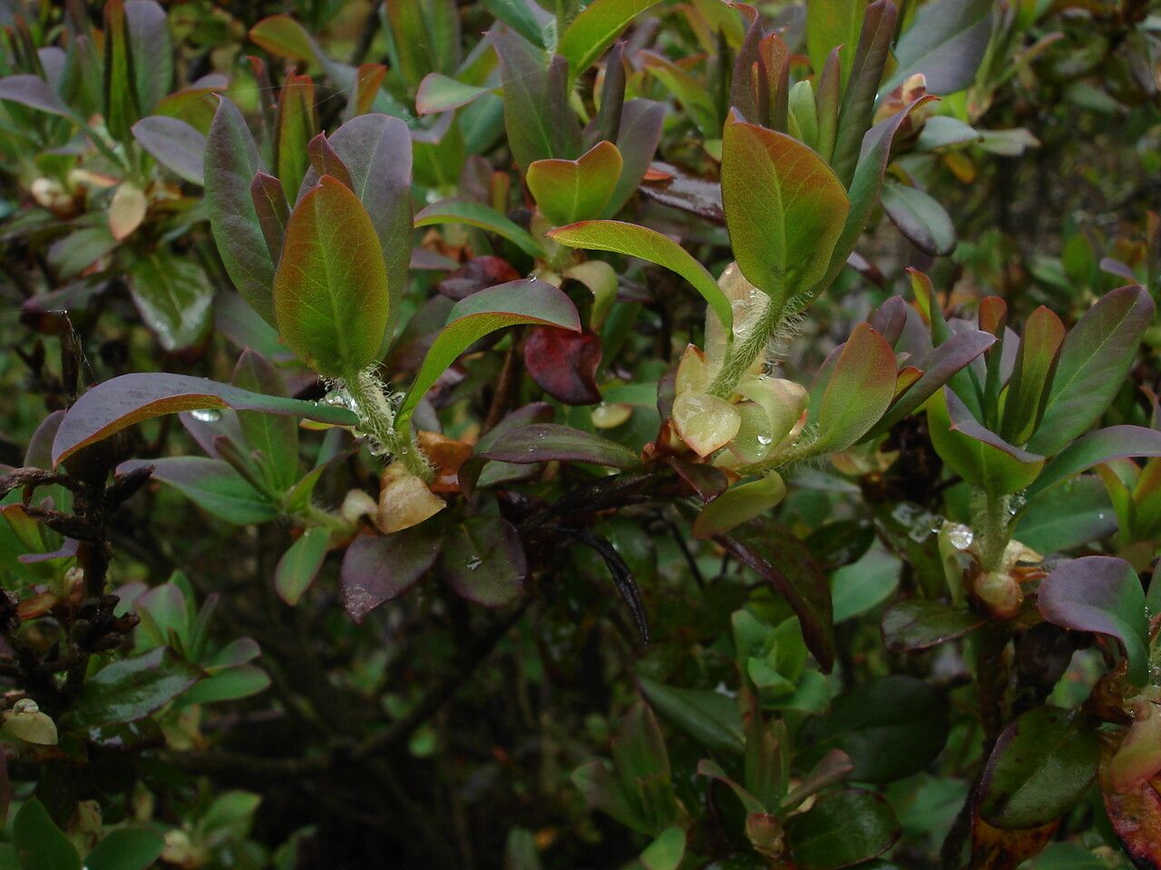 Rhododendron viridescens — houseplant care guide