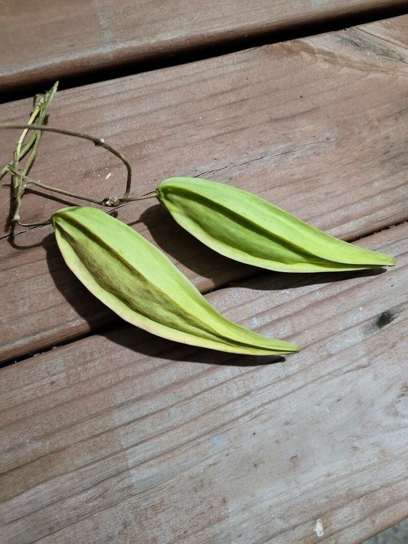 Cynanchum laeve fruit