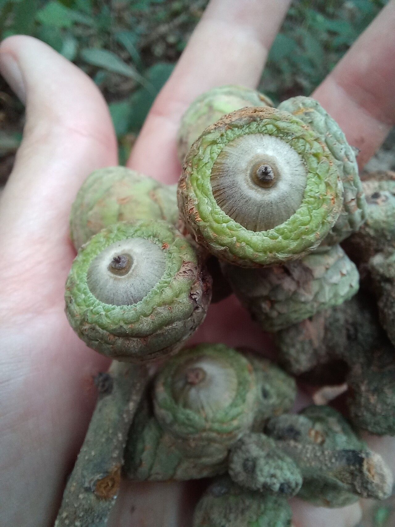 Lithocarpus truncatus — houseplant care guide