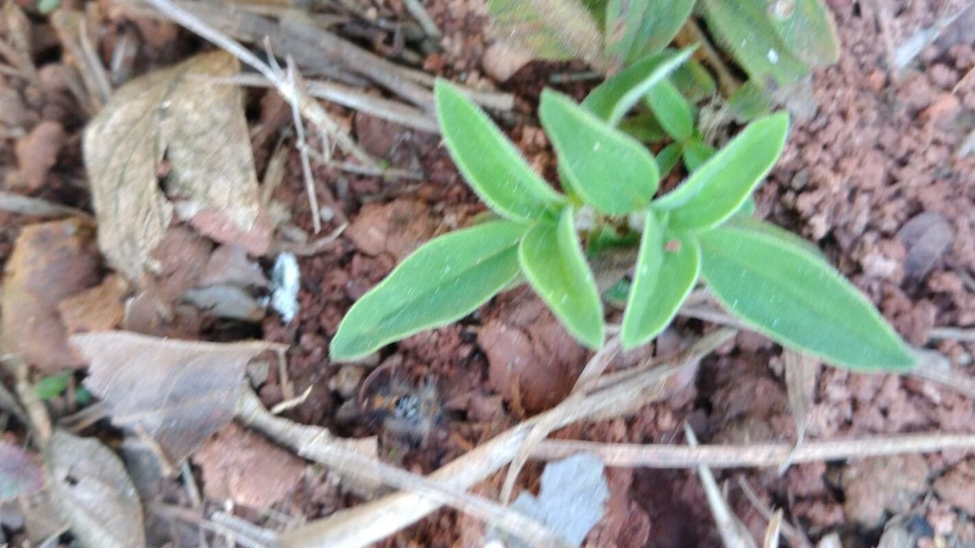 Spermacoce dasycephala leaf