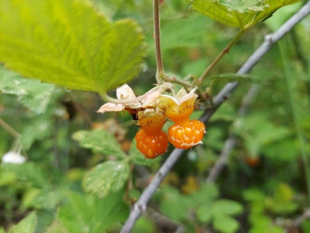 Rubus biflorus fruit