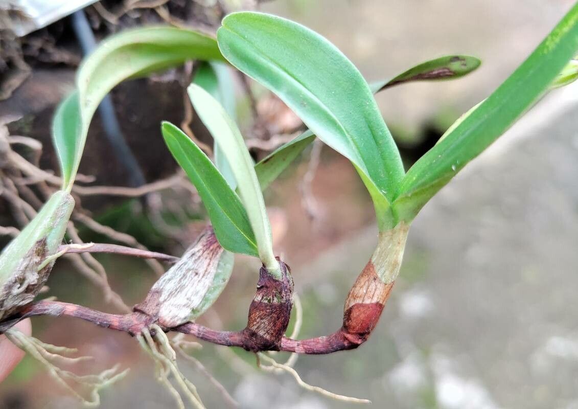 Bulbophyllum oreonastes — houseplant care guide