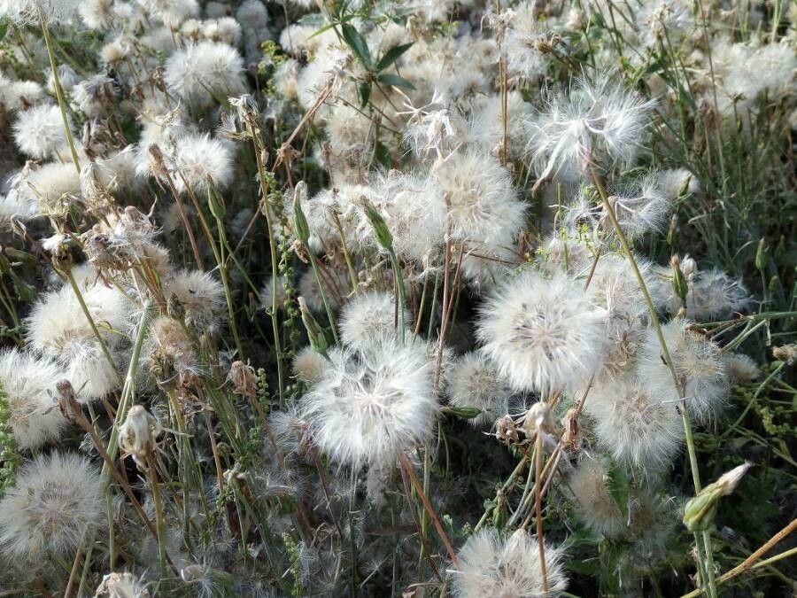 Podospermum laciniatum fruit