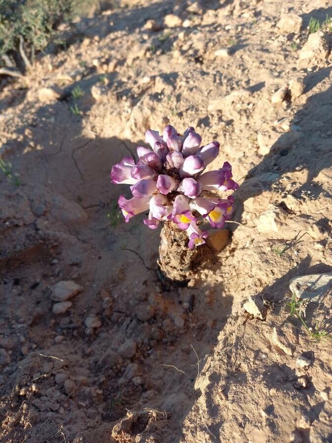 Cistanche violacea leaf