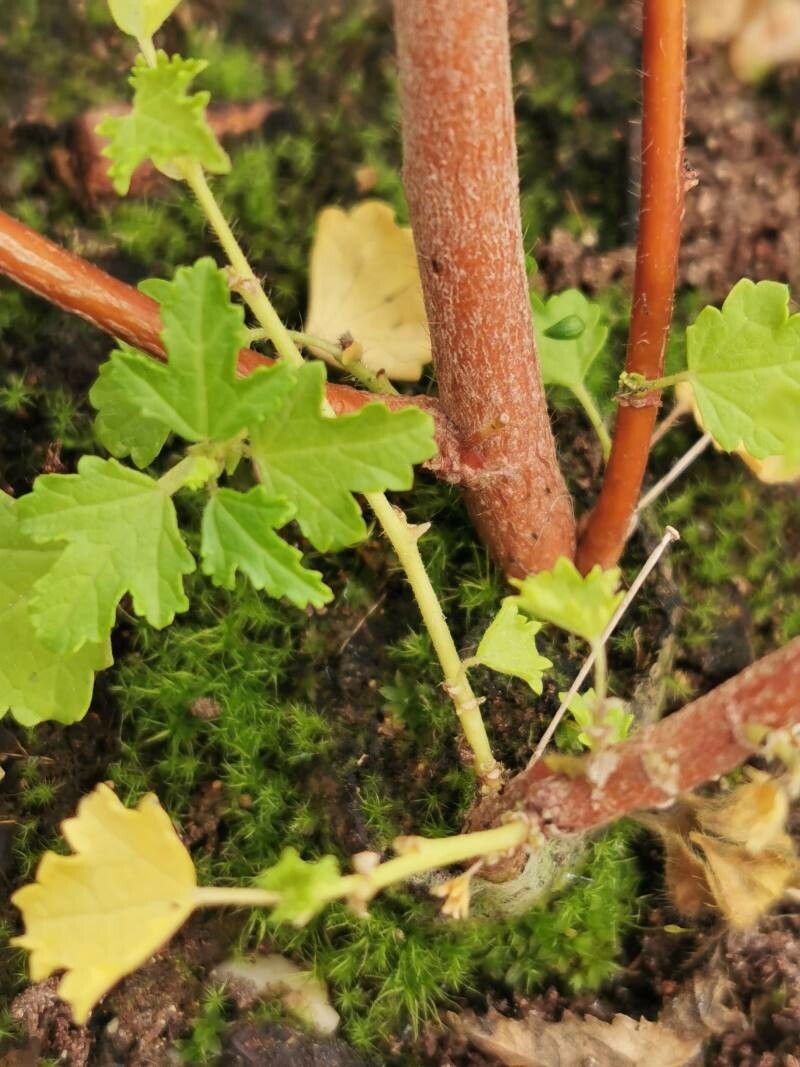 Anisodontea capensis bark