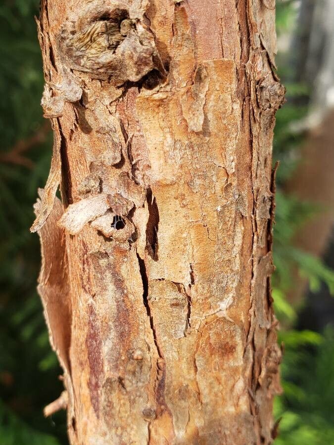 Podocarpus totara bark