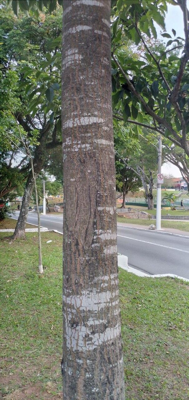 Prioria copaifera bark