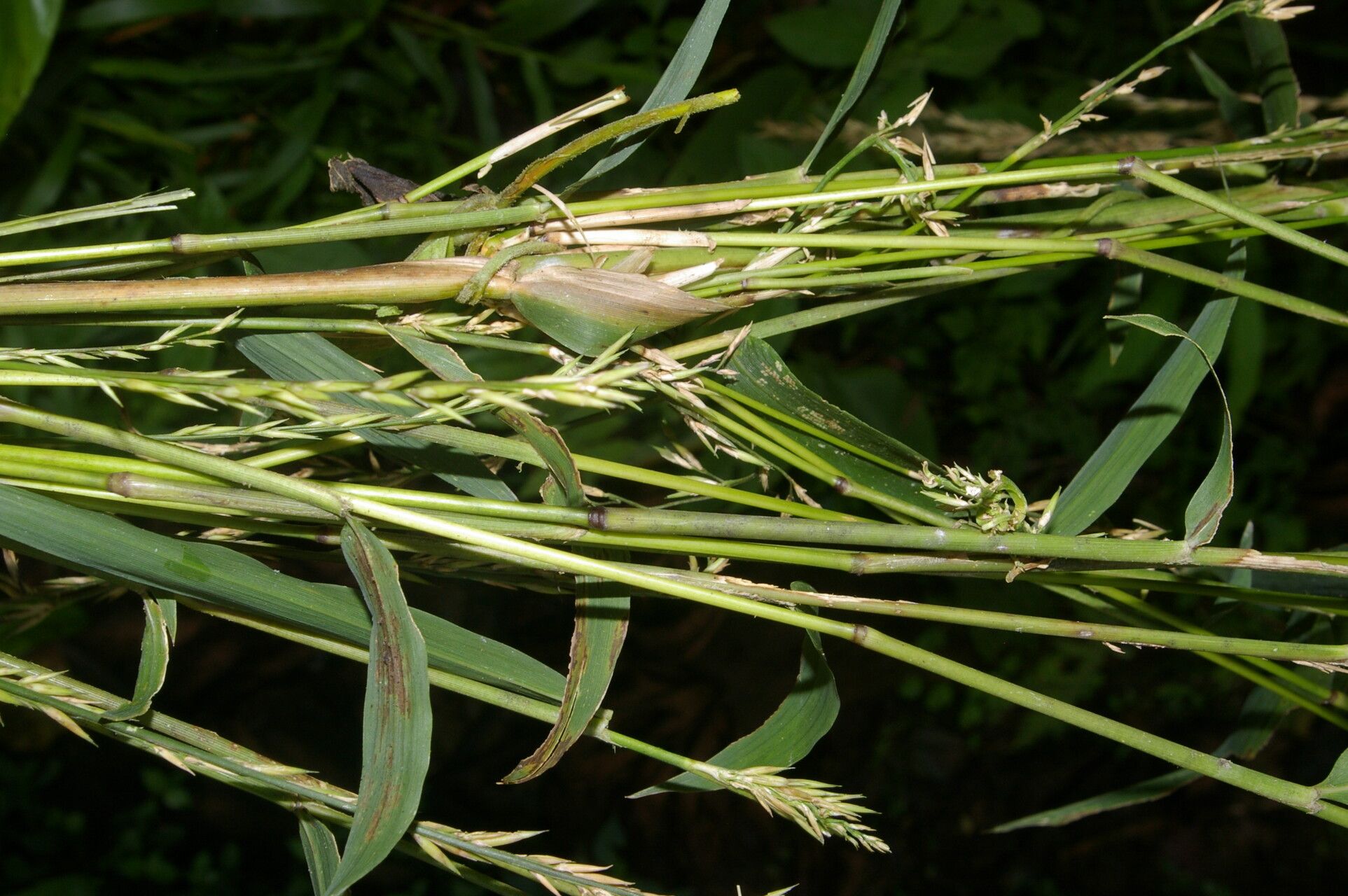 Chusquea patens fruit