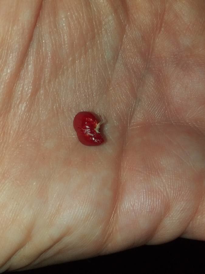 Euonymus maackii fruit