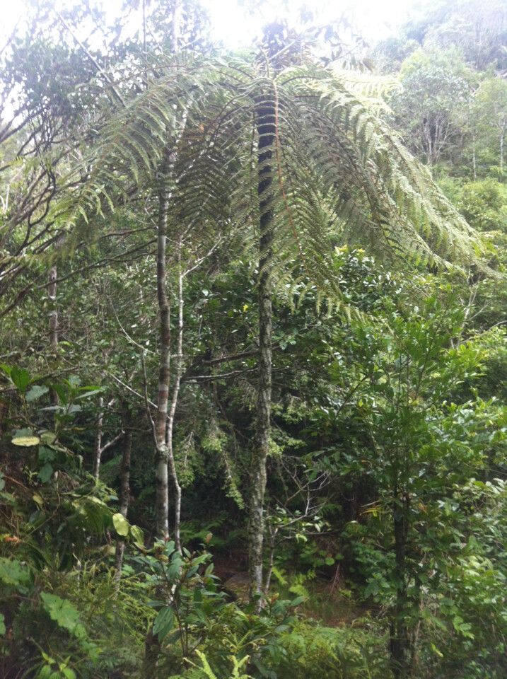 Alsophila melleri habit
