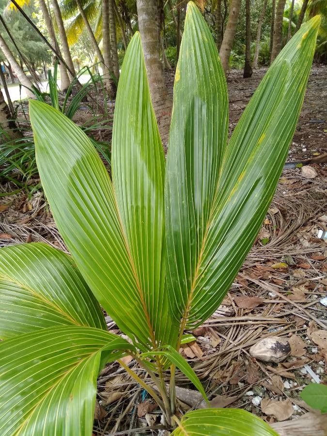 Basselinia pancheri — houseplant care guide